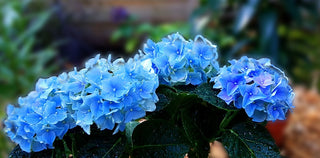 "Let's Dance" Rhythmic Blue Hydrangea (1 Gallon) - Reblooming sky-blue flowers provide color and vibrance for months!