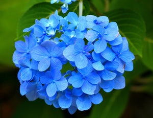 "Let's Dance" Rhythmic Blue Hydrangea (1 Gallon) - Reblooming sky-blue flowers provide color and vibrance for months!