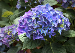 "Let's Dance" Rhythmic Blue Hydrangea (1 Gallon) - Reblooming sky-blue flowers provide color and vibrance for months!
