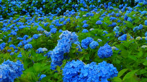 "Let's Dance" Rhythmic Blue Hydrangea (1 Gallon) - Reblooming sky-blue flowers provide color and vibrance for months!