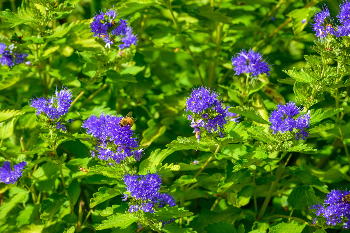 1 Gal. Blue Mist Bluebeard Flowering Shrub with Fragrant Powder Blue E ...