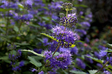 1 Gal. Blue Mist Bluebeard Flowering Shrub with Fragrant Powder Blue Early Autumn Blossoms