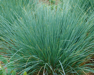 1 Gal. Blue Oat Grass - Long Flowing Blue-Silver Blades Of Grass Can Retain Their Striking Color Even Through Winter