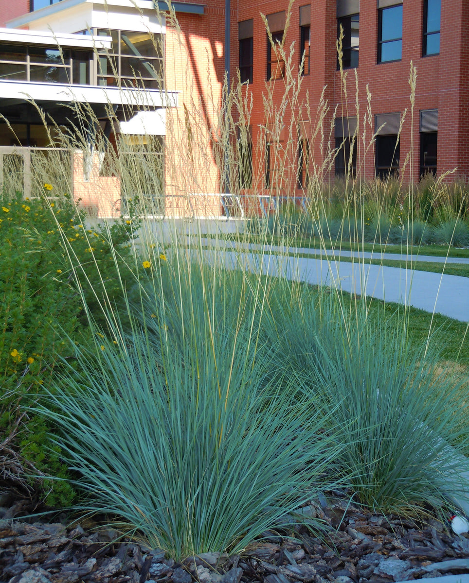 1 Gal. Blue Oat Grass - Long Flowing Blue-Silver Blades Of Grass Can R ...