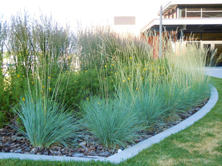 1 Gal. Blue Oat Grass - Long Flowing Blue-Silver Blades Of Grass Can Retain Their Striking Color Even Through Winter