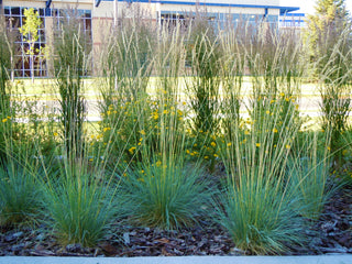 1 Gal. Blue Oat Grass - Long Flowing Blue-Silver Blades Of Grass Can Retain Their Striking Color Even Through Winter