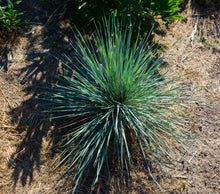 1 Gal. Blue Oat Grass - Long Flowing Blue-Silver Blades Of Grass Can Retain Their Striking Color Even Through Winter