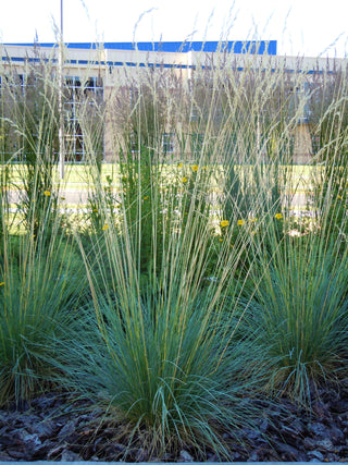 1 Gal. Blue Oat Grass - Long Flowing Blue-Silver Blades Of Grass Can Retain Their Striking Color Even Through Winter
