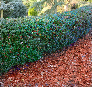 1 Gal. Blue Princess Holly Shrub With Bright Red Berries All Winter Long