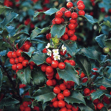 1 Gal. Blue Princess Holly Shrub With Bright Red Berries All Winter Long