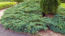Blue Rug Juniper Shrub (1 Gal) - Unique blue shrub ideal for evergreen groundcover. Drought tolerant!