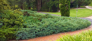 Blue Rug Juniper Shrub (1 Gal) - Unique blue shrub ideal for evergreen groundcover. Drought tolerant!