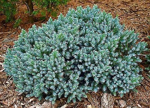 Blue Star Juniper Shrub (1 Gal) - Turquoise and silver colored, low-maintenance dwarf conifer. Drought tolerant!