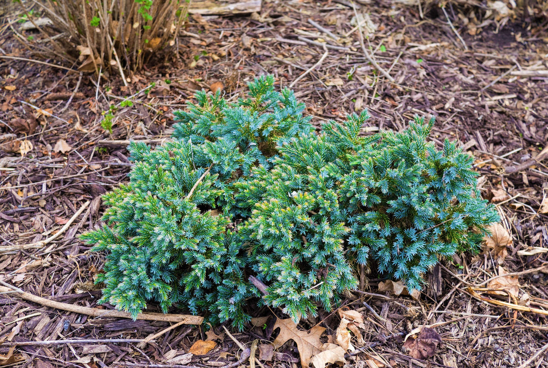 Blue Star Juniper Shrub (1 Gal) - Turquoise and silver colored, low-ma ...