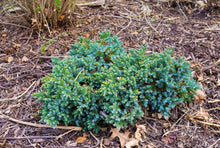 Blue Star Juniper Shrub (1 Gal) - Turquoise and silver colored, low-maintenance dwarf conifer. Drought tolerant!