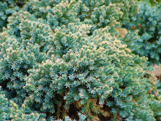 Blue Star Juniper Shrub (1 Gal) - Turquoise and silver colored, low-maintenance dwarf conifer. Drought tolerant!