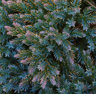 Blue Star Juniper Shrub (1 Gal) - Turquoise and silver colored, low-maintenance dwarf conifer. Drought tolerant!