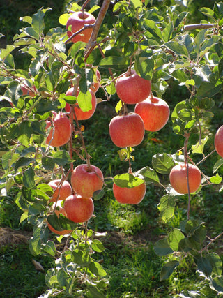 Dwarf Braeburn Apple Tree - Heavy producing, easy growing autumn apple. (2 years old and 3-4 feet tall.)