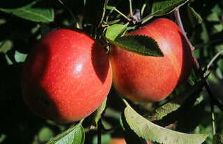 Dwarf Braeburn Apple Tree - Heavy producing, easy growing autumn apple. (2 years old and 3-4 feet tall.)