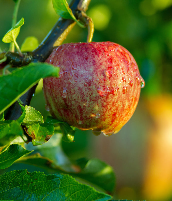 Dwarf Braeburn Apple Tree - Heavy producing, easy growing autumn apple. (2 years old and 3-4 feet tall.)