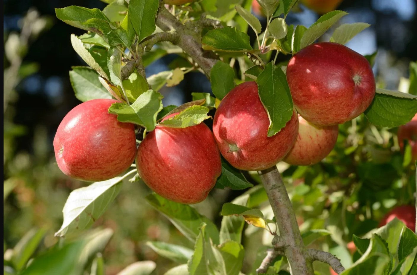 Dwarf Braeburn Apple Tree - Heavy producing, easy growing autumn apple ...