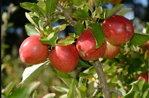 Dwarf Braeburn Apple Tree - Heavy producing, easy growing autumn apple. (2 years old and 3-4 feet tall.)