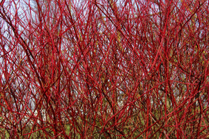 Red Twig Dogwood Shrub (1 Gallon) - This adaptable native boasts gorgeous firey-red winter stems and huge white spring flowers.