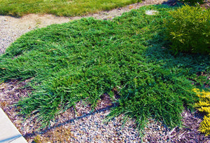 Broadmoor Juniper Shrub (1 Gal) - Excellent coniferous evergreen groundcover with graceful spreading foliage. Drought tolerant!