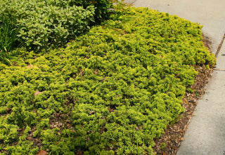 Broadmoor Juniper Shrub (1 Gal) - Excellent coniferous evergreen groundcover with graceful spreading foliage. Drought tolerant!