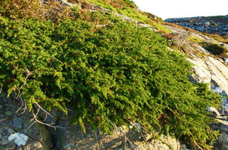 Broadmoor Juniper Shrub (1 Gal) - Excellent coniferous evergreen groundcover with graceful spreading foliage. Drought tolerant!