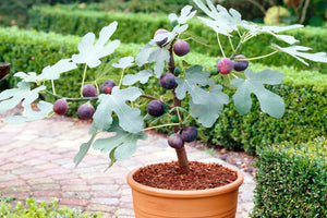 Råd Brink schweizisk 1 gal. Brown Turkey Fig Tree - Two harvests every year of deliciously –  Online Orchards