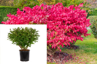 5 Gal. Dwarf Burning Bush Shrub - Compact Fiery Red Fall Color!