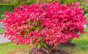 1 Gal. Dwarf Burning Bush Shrub with Fiery Red Fall Color and Compact Globe Shape