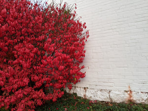 1 Gal. Dwarf Burning Bush Shrub with Fiery Red Fall Color and Compact Globe Shape