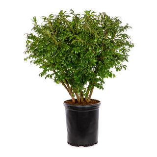 5 Gal. Dwarf Burning Bush Shrub - Compact Fiery Red Fall Color!