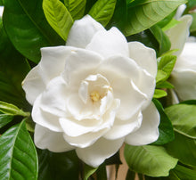 1 gal. Buttons Gardenia Cape Jasmine Flowering Shrub with Large Fragrant White Blooms and Glossy Dark Green Leaves (2-Pack)
