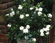 1 gal. Buttons Gardenia Cape Jasmine Flowering Shrub with Large Fragrant White Blooms and Glossy Dark Green Leaves (2-Pack)
