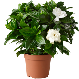 1 gal. Buttons Gardenia Cape Jasmine Flowering Shrub with Large Fragrant White Blooms and Glossy Dark Green Leaves (2-Pack)