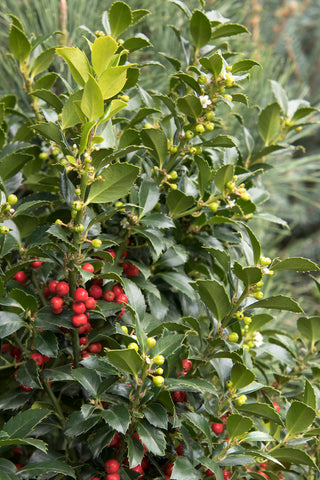 Castle Spire Blue Holly (1 Gallon) - Vigorous grower with bright red berries and tough, shiny foliage.
