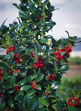 Castle Spire Blue Holly (1 Gallon) - Vigorous grower with bright red berries and tough, shiny foliage.