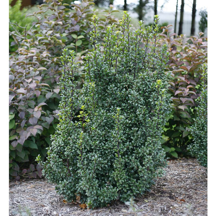 1 Gal. Castle Wall Blue Holly Shrub With Lustrous Foliage and Naturally Pyramidal Form