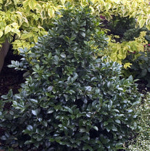 1 Gal. Castle Wall Blue Holly Shrub With Lustrous Foliage and Naturally Pyramidal Form
