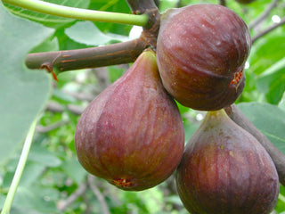 1 gal Celestial Fig Tree