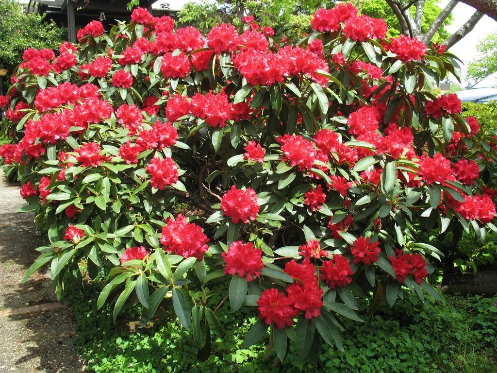 Cherries and Merlot Rhododendron (1 Gallon)
