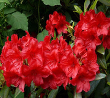 Cherries and Merlot Rhododendron (1 Gallon) - Extra bright cherry-red blossoms appear among dark bicolored foliage!