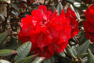 rhododendron bordeaux Cherries and Merlot Rhododendron (1 Gallon)