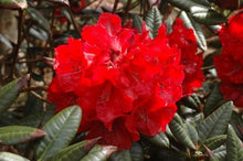 Cherries and Merlot Rhododendron (1 Gallon) - Extra bright cherry-red blossoms appear among dark bicolored foliage!