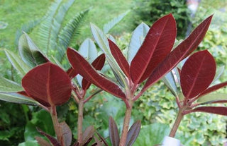 Cherries and Merlot Rhododendron (1 Gallon) - Extra bright cherry-red blossoms appear among dark bicolored foliage!