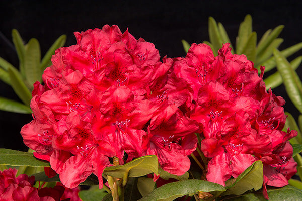 Cherries and Merlot Rhododendron (1 Gallon)