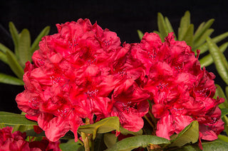 Cherries and Merlot Rhododendron (1 Gallon) - Extra bright cherry-red blossoms appear among dark bicolored foliage!